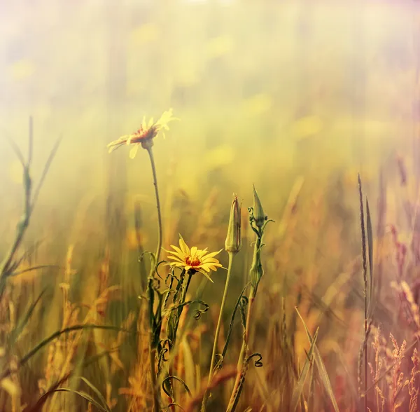 Belles fleurs de prairie jaune — Photo