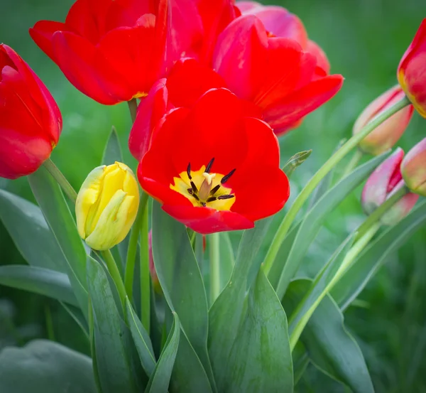 Red tulip close-up — Stock Photo, Image