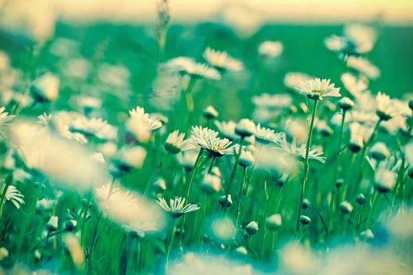 Daisy in een weide - voorjaar daisy — Stockfoto