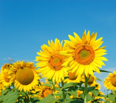 Arılar, arıları ayçiçeği üzerinde