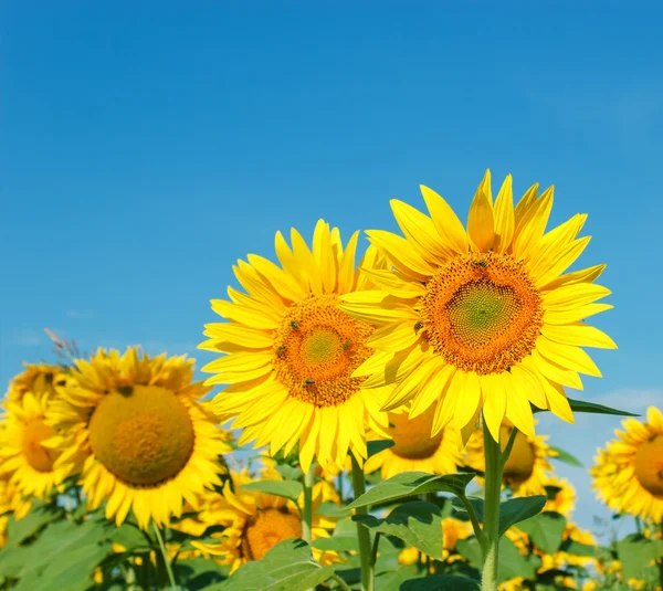 Bees, honeybees on sunflower — Stock Photo, Image