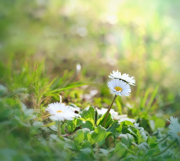 Sedmikráska (jaro daisy) na jaře — Stock fotografie