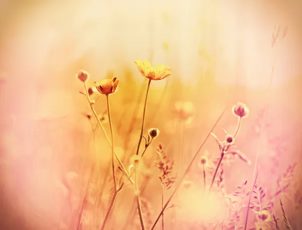 Krásné žluté lučního kvítí — Stock fotografie