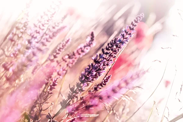 在春天开花紫色花草 — 图库照片