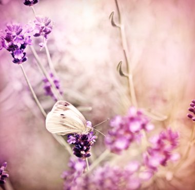 White butterfly on lavender in my flower garden clipart