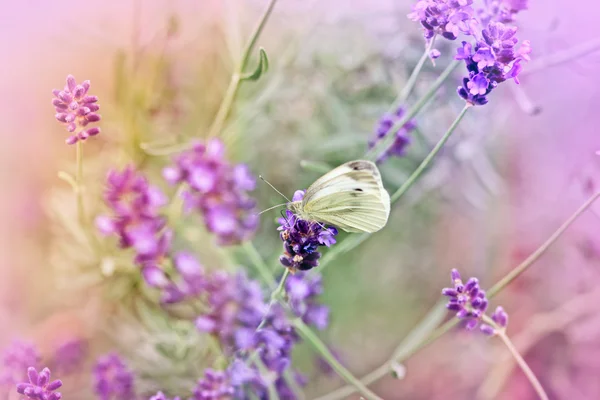 Bílý motýl na levandule v mé zahradě flower — Stock fotografie