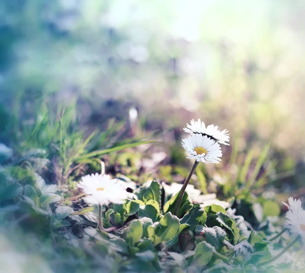 Μικρό daisy - Μαργαρίτα άνοιξη — Φωτογραφία Αρχείου