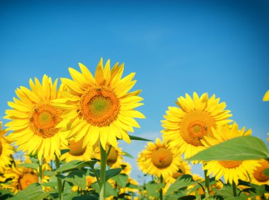 alan ayçiçeği - ödemeli arıların nektar ve polen