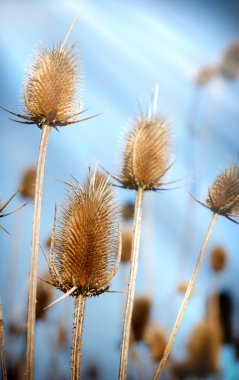 Thistle - klit - velcro verlicht door zonlicht