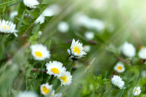 Kleines Gänseblümchen - Frühlingsblume — Stockfoto