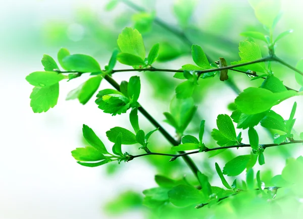 Rain drops on spring leaves — Stock Photo, Image