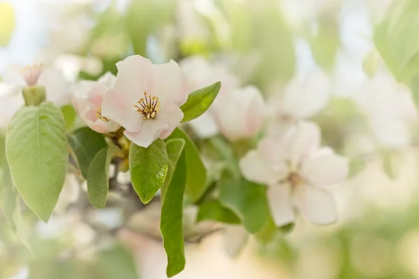 Albero da frutto fiorito - fioritura in primavera (bocciolo di quence ) — Foto Stock