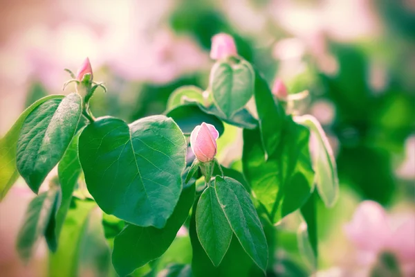 Kvetoucí ovocné stromy - kvetoucí na jaře (rolu bud) — Stock fotografie