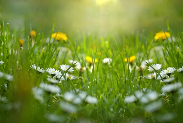 Weinig daisy - voorjaar daisy — Stockfoto