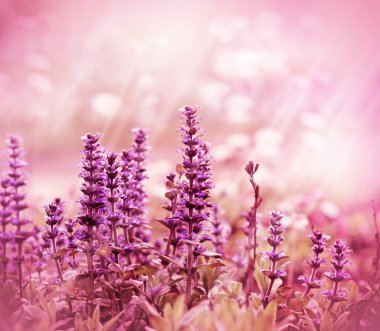 mor çiçekler güneş tarafından aydınlatılmış