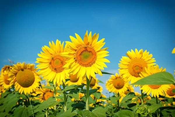 Field of sunflowers - bees collect nectar and pollen — Stock Photo, Image