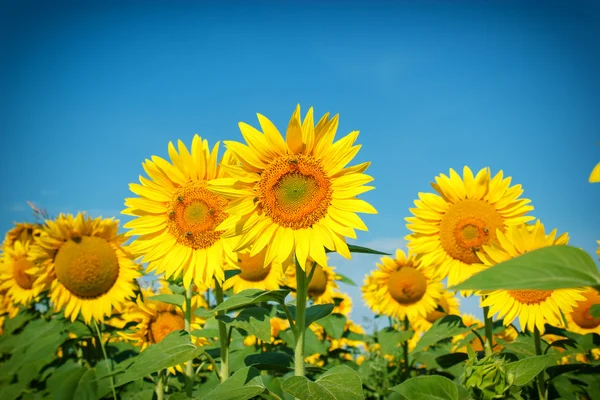 Campo de girasoles - las abejas recogen el néctar y el polen — Foto de Stock