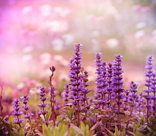 Lilla blomster opplyst av sollys – stockfoto