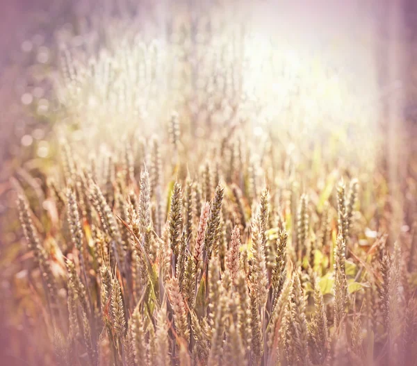 Начался сбор урожая - поле пшеницы — стоковое фото