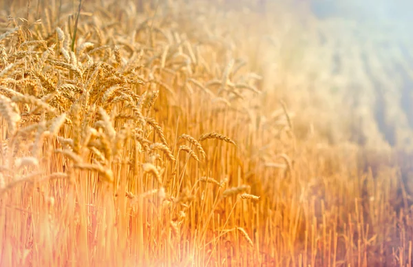 Harvest has begun - field of wheat — Stock Photo, Image