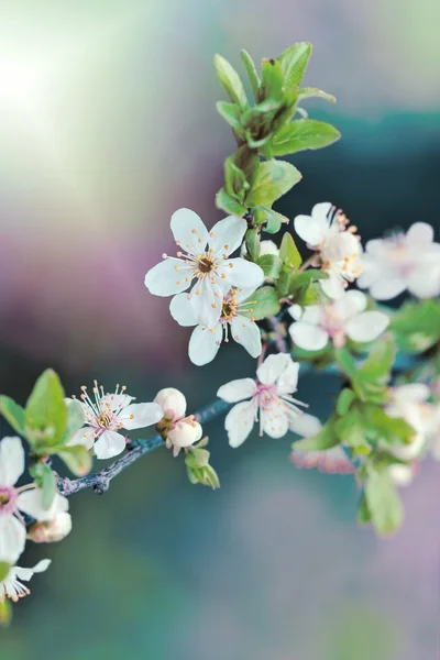 Mooie bloeiende - bloeiende fruitboom — Stockfoto