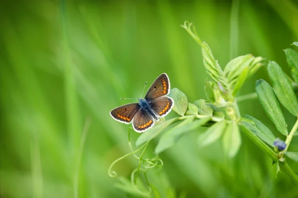 Bella piccola farfalla sull'erba primaverile — Foto Stock