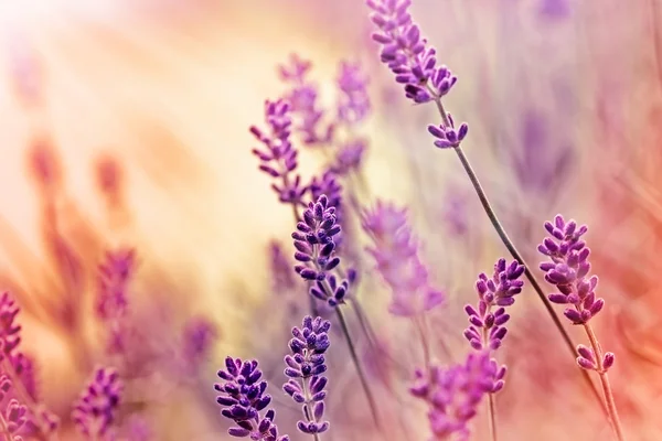 Mjukt fokus på vackra lavendel — Stockfoto