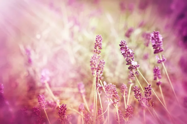 Morbido focus sulla bella lavanda — Foto Stock