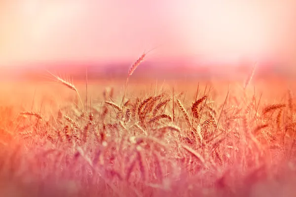 Sof focus on wheat field — Stock Photo, Image