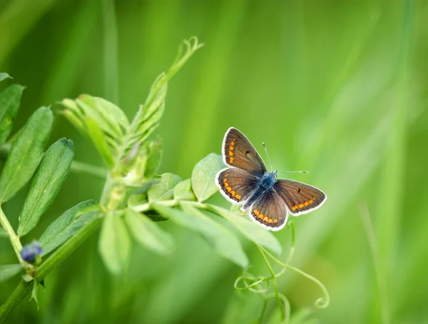 Bella piccola farfalla sull'erba primaverile — Foto Stock