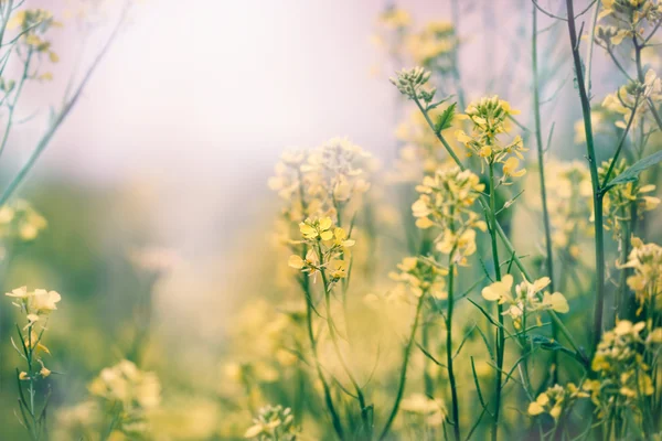 Gul blomst og eng om våren – stockfoto