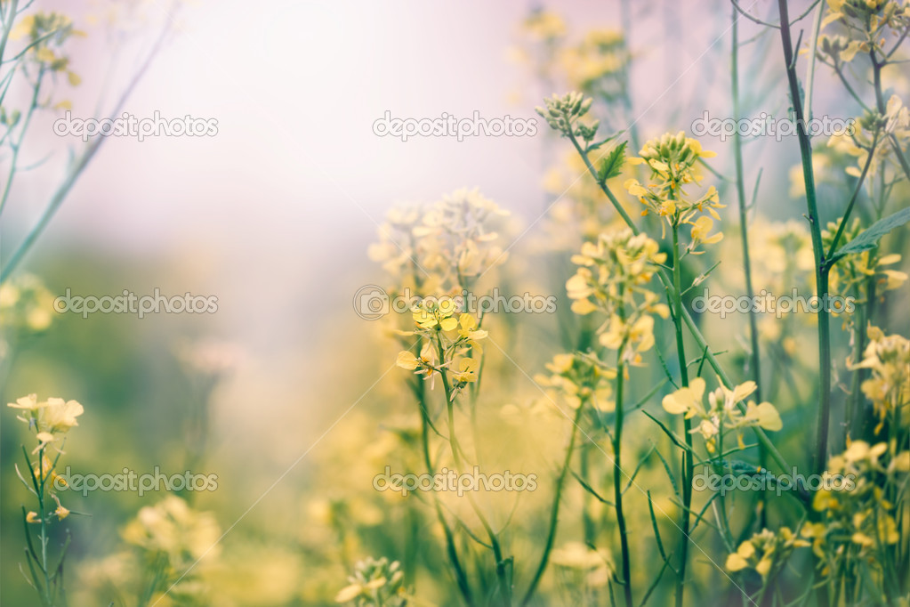 Yellow flower and meadow grass in spring