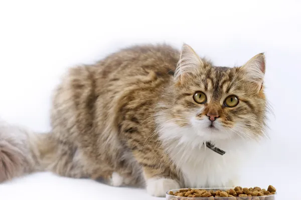 Maine Coon - cat eats — Stock Photo, Image