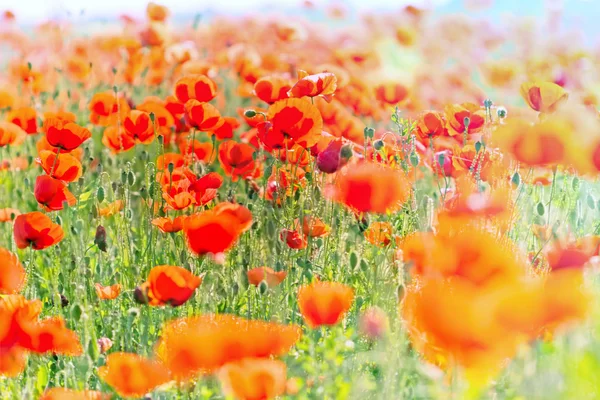Field with wild red poppy flower — Stock Photo, Image