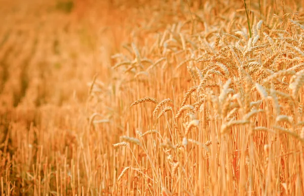 Tarde atrasada em um campo de trigo — Fotografia de Stock