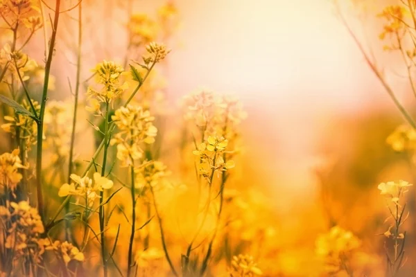 Flores amarelas - Primavera em um prado — Fotografia de Stock