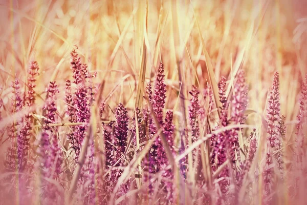 Flores de pradera púrpura — Foto de Stock