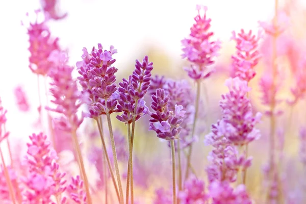 Beautiful lavender (soft focus on lavender) — Stock Photo, Image