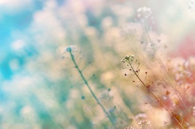 küçük beyaz çayır çiçekler