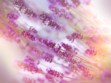 太陽に探して秋のサングラスの若い美しい女性)