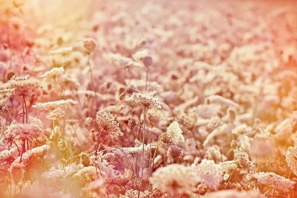 白い花の草原 — ストック写真