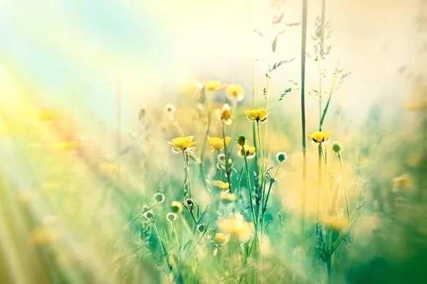 Žlutá lučních květin a trávy — Stock fotografie