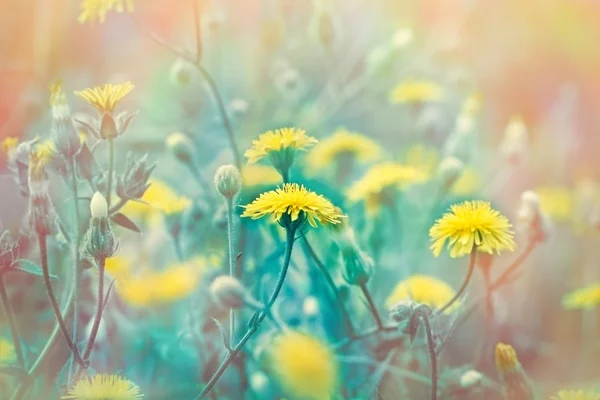 Flores de pradera amarilla y hierba — Foto de Stock