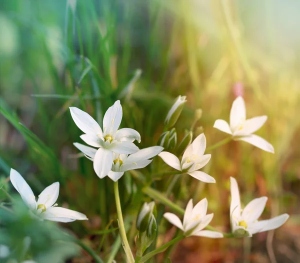 Witte weide bloemen — Stockfoto