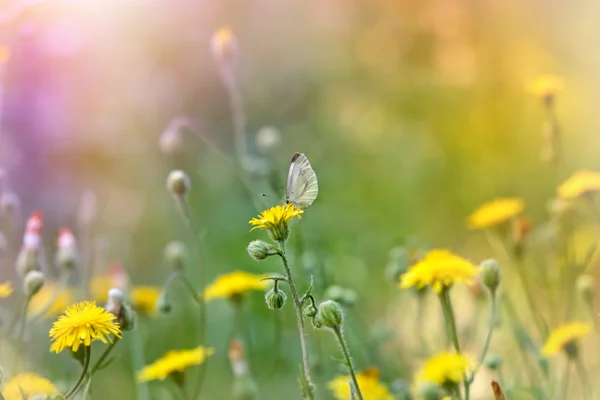 Bílý motýl na květiny — Stock fotografie