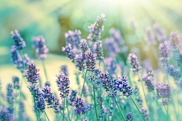 Bela lavanda (foco suave na lavanda ) — Fotografia de Stock