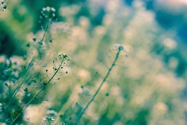 Pequenas flores de prado branco — Fotografia de Stock