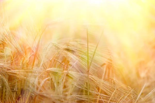 E 'il giorno del raccolto molto vicino. — Foto Stock