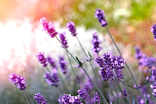Beautiful lavender (soft focus on lavender) — Stock Photo, Image