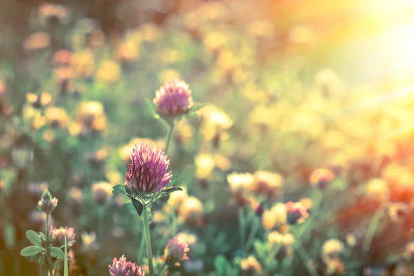 牧草地で開花レッド クローバー — ストック写真